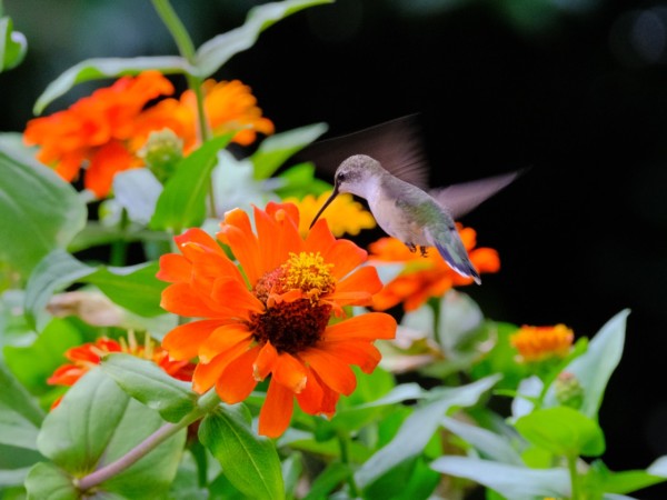 Ruby-throated Hummingbirds
