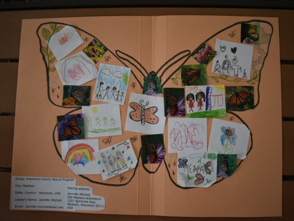 Arboretum Ambassador Butterfly