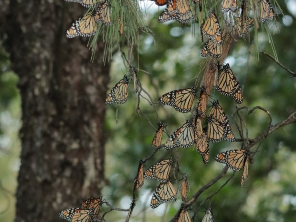 Monarch roost in Mexico 