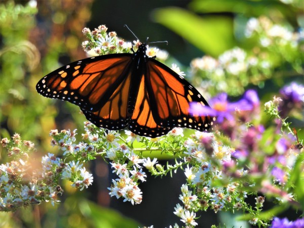 Monarch nectaring on white aster