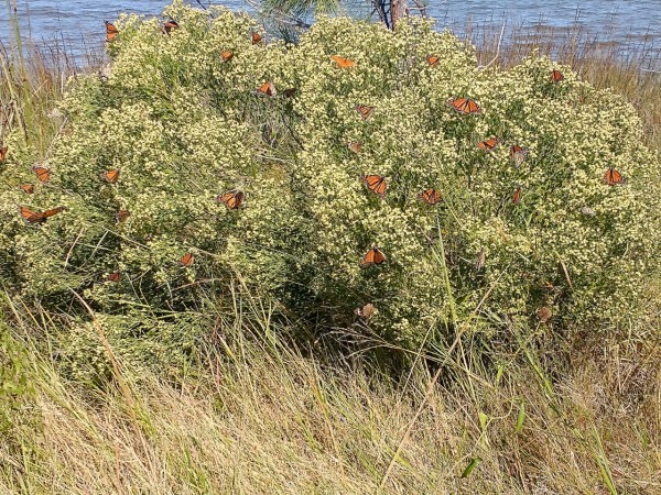Migrating monarchs along Gulf Coast 