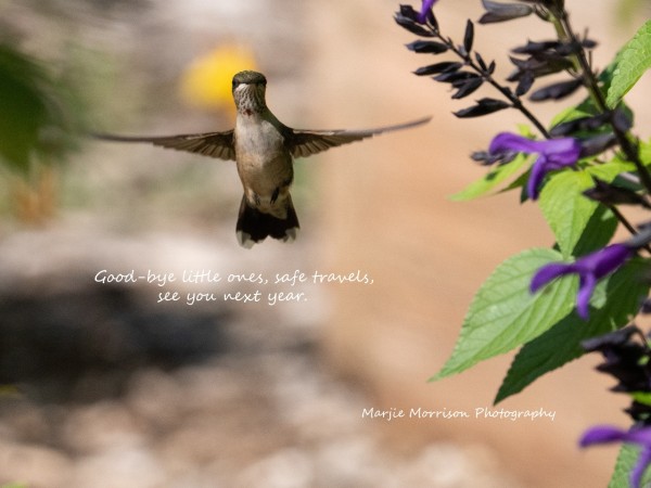 Ruby-throated Hummingbird