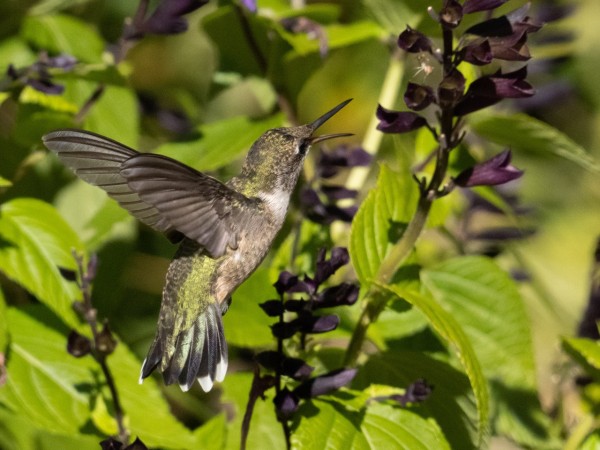 Ruby-throated Hummingbird