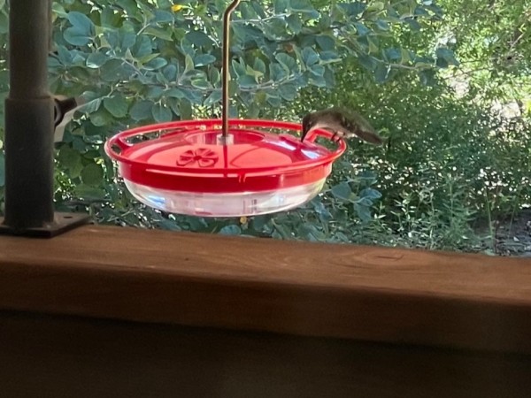 Ruby-throated Hummingbird