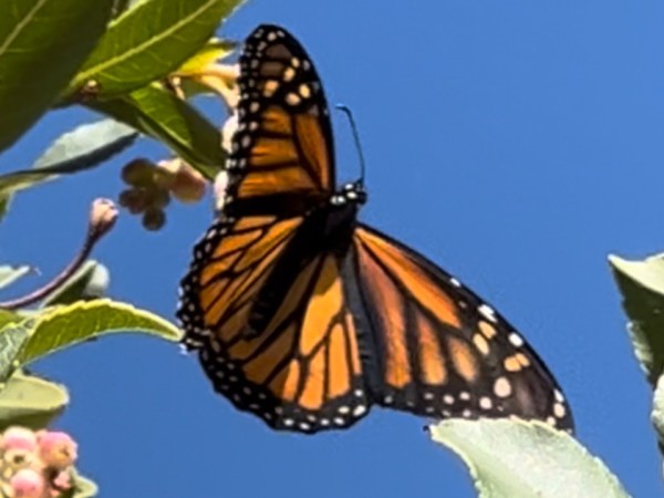 Monarch in California