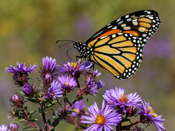 Monarch nectaring on aster