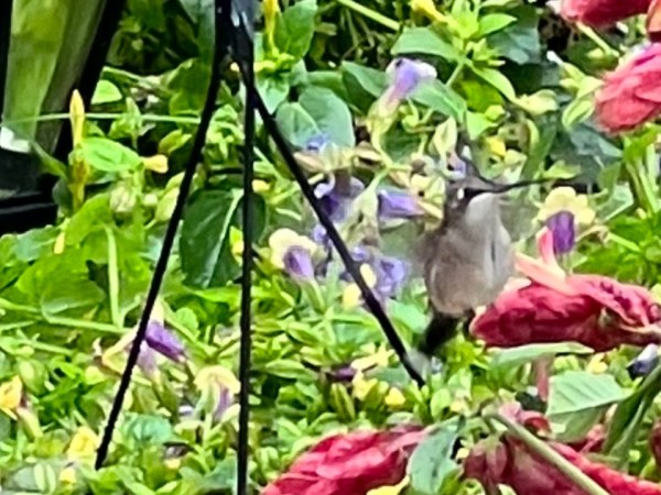 Ruby-throated Hummingbird