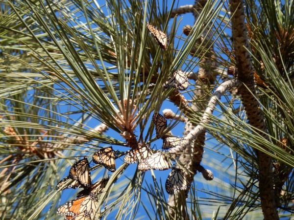 Monarch roost in California