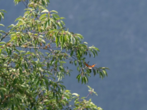 Monarch flying south in Mexico 