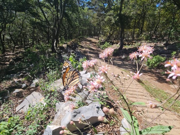 Monarch in Mexico 