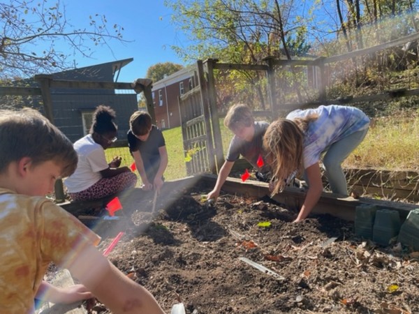 Planting tulip bulbs