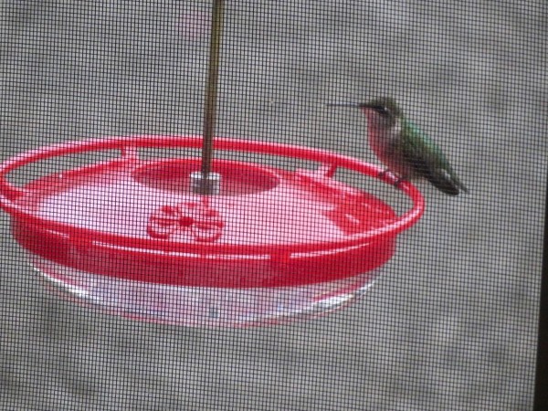 Ruby-throated Hummingbird