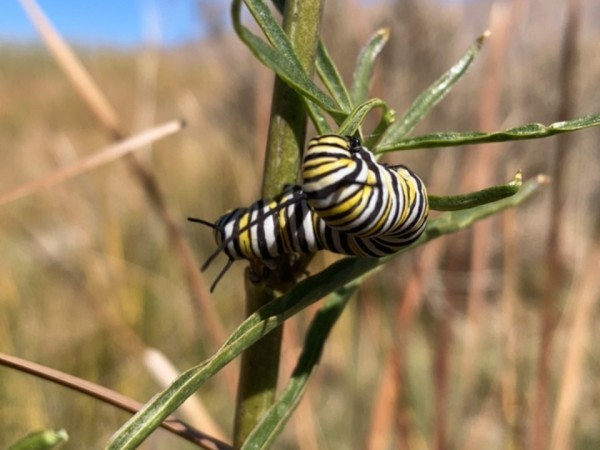 Monarch larva 