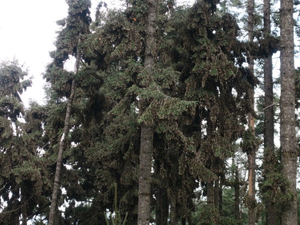 Overwintering monarchs in Mexico 