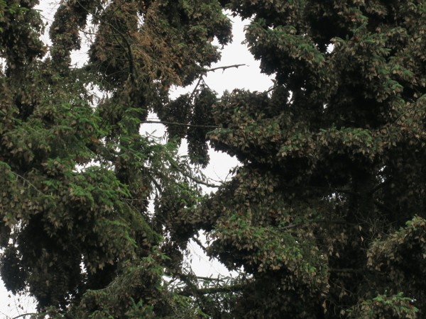 overwintering monarchs in Mexico