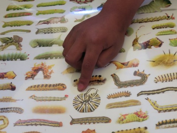 using guides to identify monarch butterflies