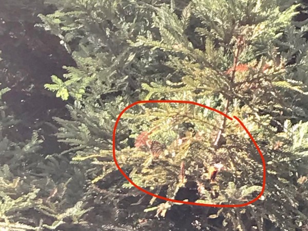 Monarch roost in California 