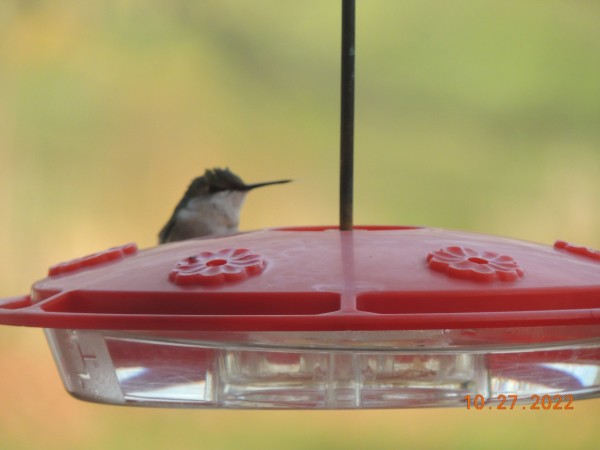 Ruby-throated Hummingbird