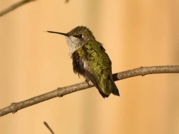Ruby-throated Hummingbird