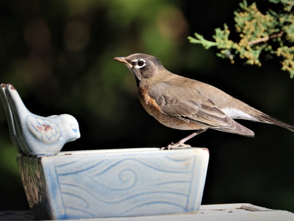 American Robin 