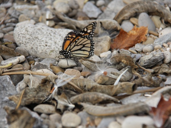 Monarch Butterfly in Ontario, Canada