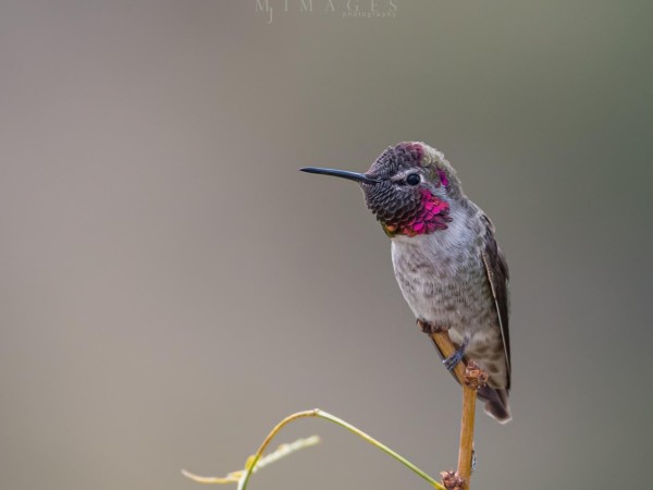 Anna's Hummingbird