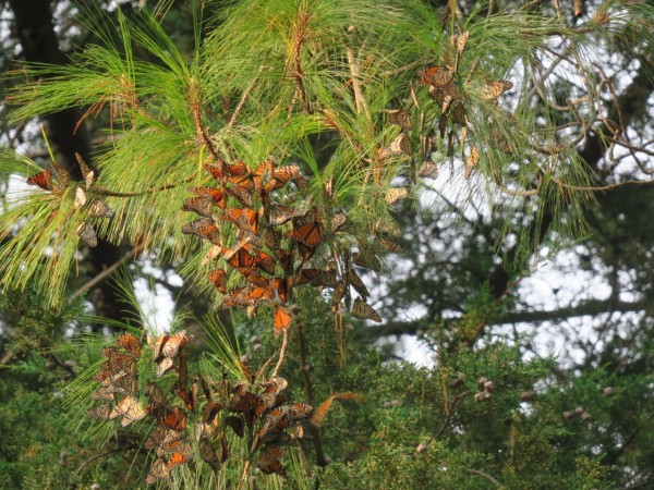Monarchs within the Biosphere Reserve in Mexico