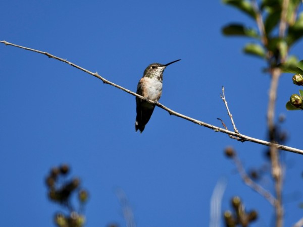 Rufous Hummingbird 
