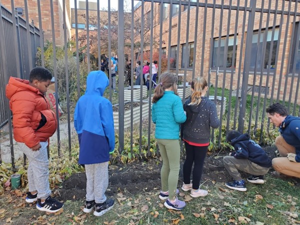 Planting tulip bulbs