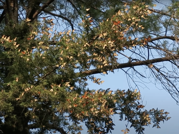 Monarch arrivals at El Rosario Sanctuary