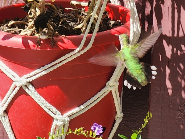 Ruby-throated Hummingbird