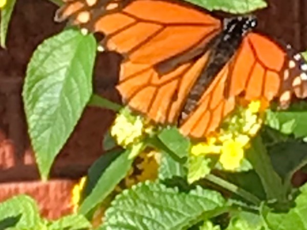 monarch