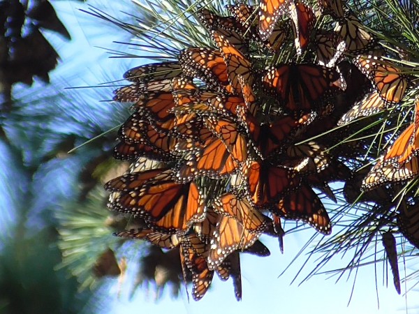 roosting in pine trees along coast of CA