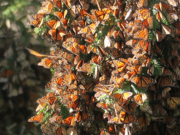 monarch cluster
