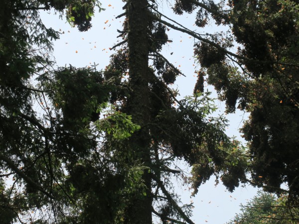 high in the oyamel tree