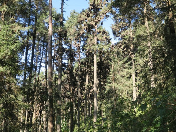 monarch colonies spread out and less dense