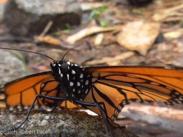 monarch shivering to warm up