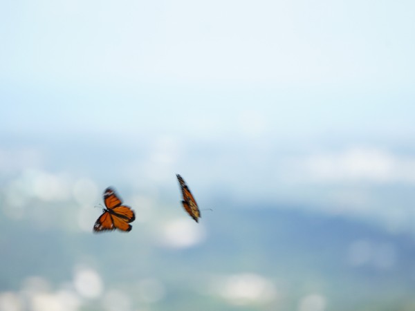 moanrchs flying over the ocean