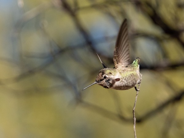 Anna's hummingbird 