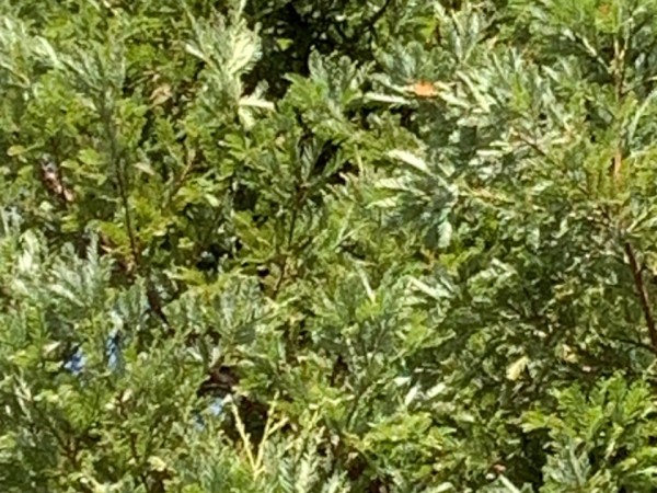 monarchs basking in a tree