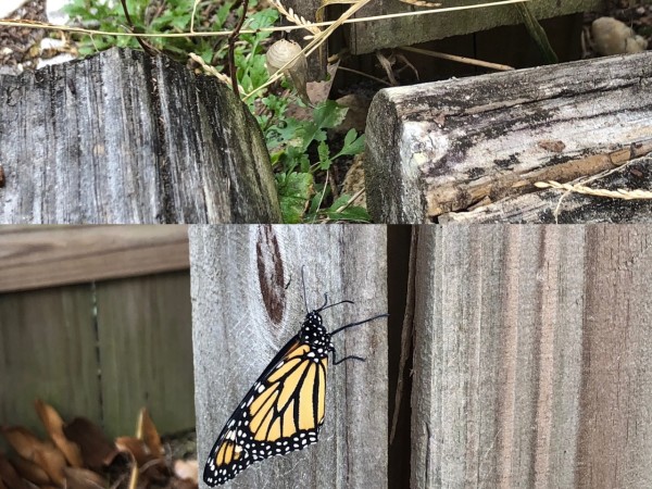 monarch and monarch chrysalis