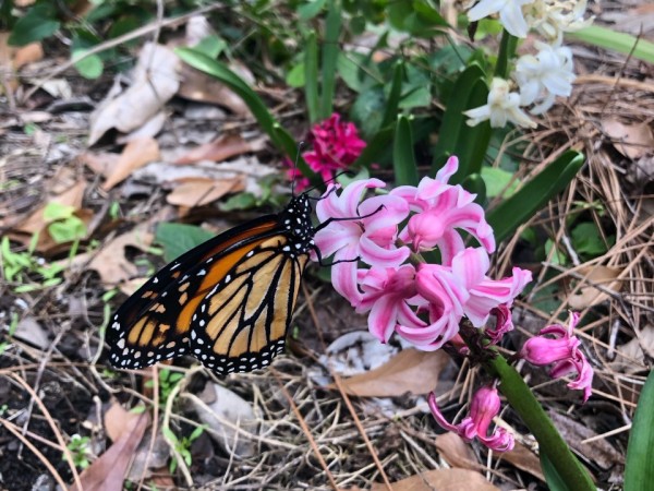 monarch on a hyacinth flower
