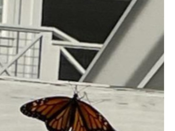 monarch sitting on to of shower door in Florida