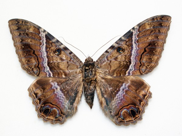 Black Witch Moth (Ascalapha odorata)