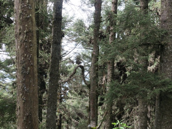 monarchs cluster on first row of trees at Sierra Chincua Sanctuary