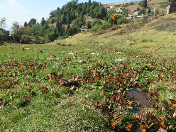 monarchs sipping water from stream