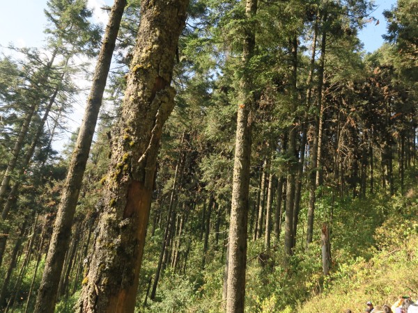 monarchs in trees at Sierra Chincua Reserve