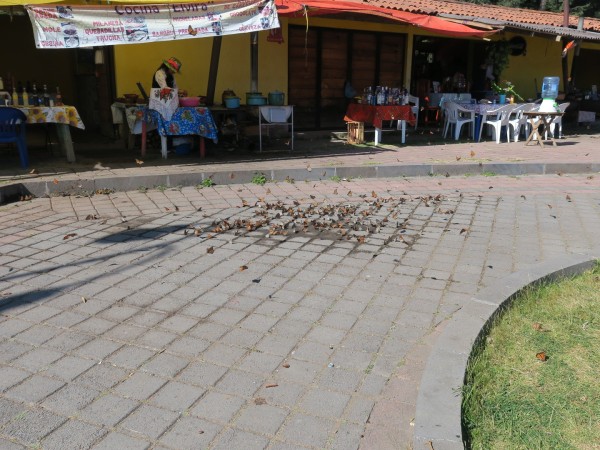 monarchs sipping water from puddles on the pavement