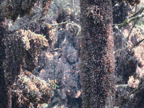 El Rosario Sanctuary monarch butterflies cluster in fir trees
