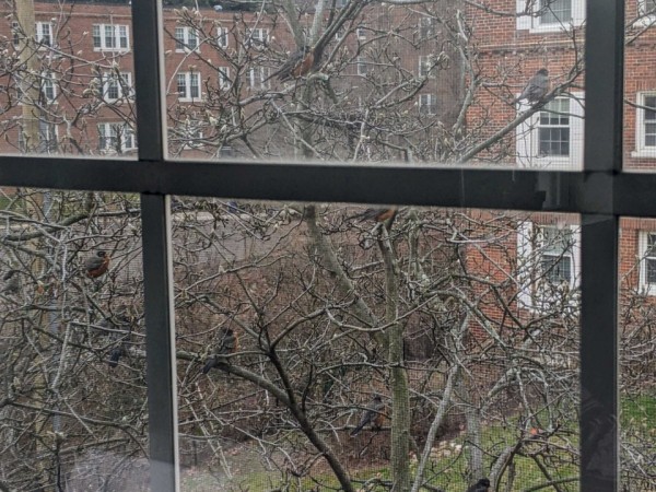 Robins seen through window perching on tree, foraging on ground.